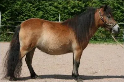 Ce cheval est :