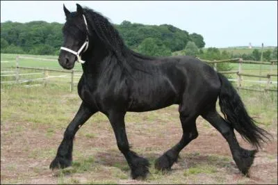 Un frison pur à 100% peut avoir quelle robe ?