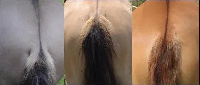 La base plus le gène de gauche vers la droite :