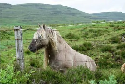 Ce cheval a pour base le noir mais il a des gènes de dilution, donc sa robe est :