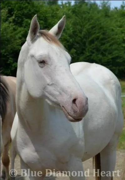 Quels sont les différents gènes qui diluent la robe bai de ce cheval ?