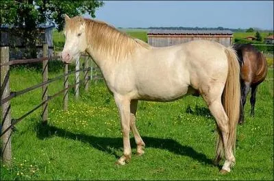 Quelle est la robe de ce cheval ?