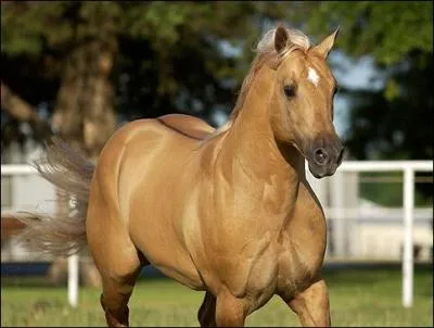 Un cheval ayant un gène dun a obligatoirement :