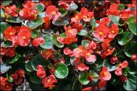 De quelle fleur s'agit-il ?