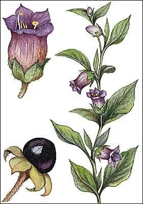 Plante herbacée, qui peut se révéler très toxique car ses baies noires contiennent de l'atropine.