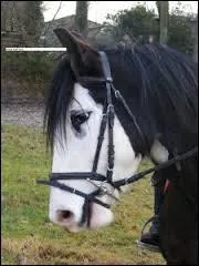 Comment nomme-t-on la forme qui est sur la tête de ce cheval ?