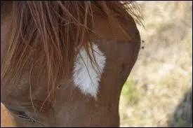 Quel type de forme est sur la tête de ce cheval ?