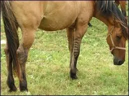 Quelle est cette balzane ?