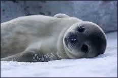 Grâce à quoi les phoques peuvent-ils nager dans des eaux aussi froides ?