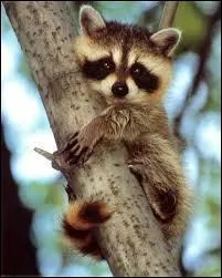 Pourquoi le raton-laveur s'appelle-t-il ainsi ?