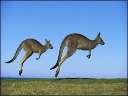 Sur quel(s) membre(s) de son corps s'appuie le kangourou lorsqu'il se bat ?