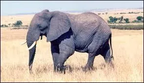 A quelle occasion l'éléphant remue-t-il ses grandes oreilles ?