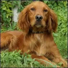 De quelle race de chien s'agit-il ?