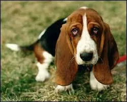 De quelle race de chien s'agit-il ?