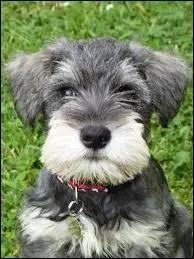 De quelle race de chien s'agit-il ?