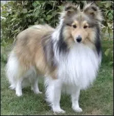 De quelle race de chien s'agit-il ?