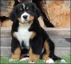 Quelle est cette race ?