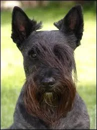 Quelle est cette race ?