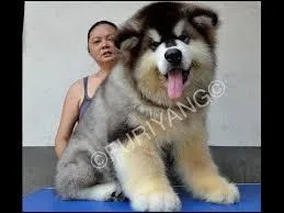 Quelle est cette race ?