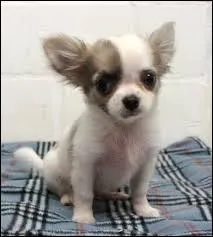 Quelle est cette race ?