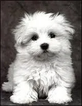 Quelle est cette race ?