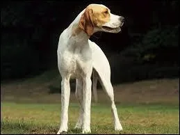 Quelle est cette race ?