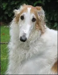 Quelle est cette race ?