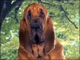 Quelle est cette race ?