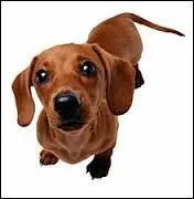 De quelle race de chien s'agit-il ?