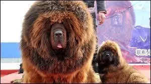 De quelle race de chien s'agit-il ?