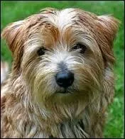 De quelle race de chien s'agit-il ?