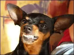 De quelle race de chien s'agit-il ?