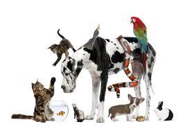 Quiz Races de chiens