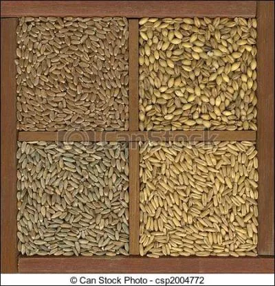 Laquelle des plantes suivantes n'est pas une céréale ?