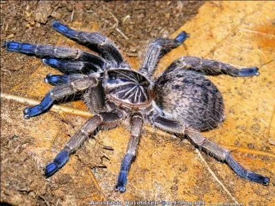 Toutes les araignées sont-elles venimeuses ?