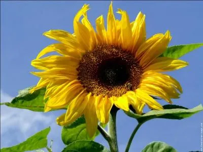 Qu'obtient-on à partir des graines de tournesol ?