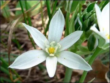 Rend brillant en frottant :