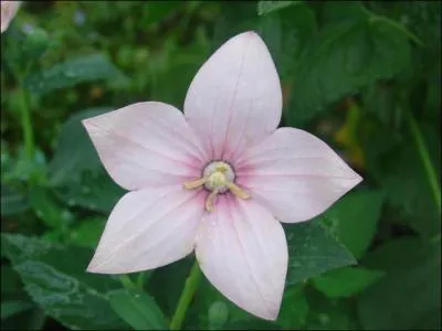 Herbe vivace et aromatique à fleurs blanches ou roses, que l'on trouve principalement dans les prairies des Alpes et des Pyrénées :