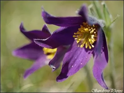 En quantité suffisante :