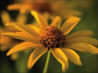 Fourrure bouclée de jeune agneau d'Asie :