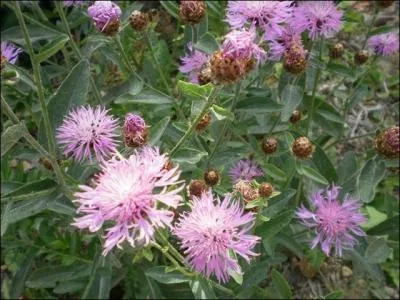 Qualifie un il dont la mauvaise courbure de la cornée donne une vision déformée et floue :