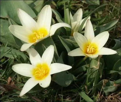 Terme de musique. Très, vivement, fortement :