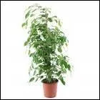 « Cette plante, si dès demain, vous la  bien et elle ne  pas. » Complétez correctement les verbes manquants.