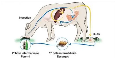 Maladie parasitaire, la douve du foie, rare chez l'homme, est extrêmement fréquente, chez quel animal ?