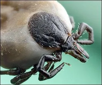 Les tiques attaquent, elles peuvent transmettre plusieurs maladies, mais l' une d' elles ne se rencontre qu'en Amérique, laquelle ?