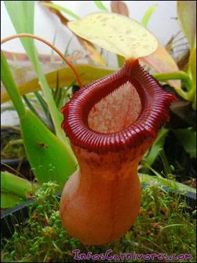 Parmi ces plantes carnivores, laquelle peut digérer une souris ? Vous la voyez en photo.