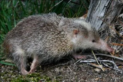 Quel est cet animal que vous voyez en photo, qui vit à Madagascar et à La Réunion, à L' île Maurice, aux Comores, et aux Seychelles. ?