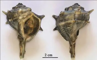 Quel est l' animal qui n' est pas un crustacé ?