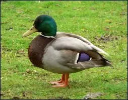 Un canard est un animal. C'est aussi...