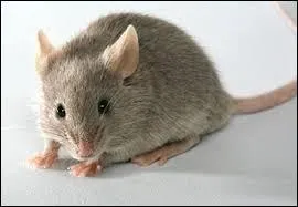 La souris est un petit animal. C'est aussi le nom d'un outil informatique qui sert à...